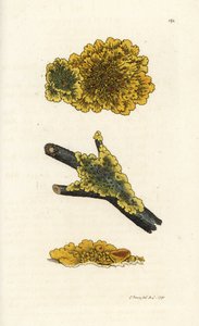 Żółty porost przyścienny, Lichen parietinus. Ręcznie kolorowany miedzioryt wykonany przez Jamesa Sowerby