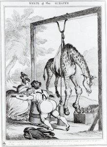 Stan żyrafy, 1829 r. autorstwa William Heath