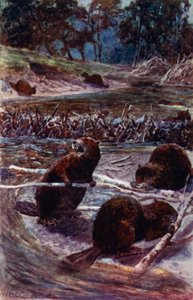 „Budują tamę w poprzek strumienia” (kolor lito) autorstwa William Henry Charles Groome