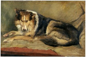 pies collie