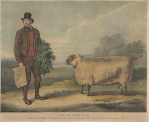 Taran z południa; W wieku 3 lat, wyhodowana przez pana Thomasa Crispa, Gedgrave Hall, Suffolk, za którą przyznano nagrodę w wysokości 30 Severeigns na dorocznym spotkaniu R.A.S. w Cambridge, 15 lipca 1840 autorstwa William Henry Davis
