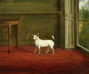 Portret Jack Russell Terrier (we wnętrzu regencji) 1814