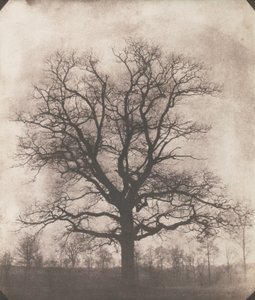 Dąb zimą, ok. 1892-93 (negatyw kalotypu)