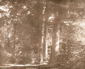 Buki, opactwo Lacock, ok. 1844 (zdjęcie w sepii) autorstwa William Henry Fox Talbot