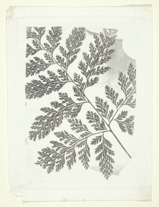 Gałąź paproci autorstwa William Henry Fox Talbot