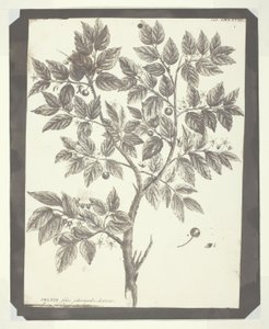 Kopia ryciny botanicznej „Celtis” autorstwa William Henry Fox Talbot