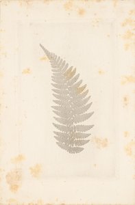 [Daleko] autorstwa William Henry Fox Talbot