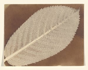  autorstwa William Henry Fox Talbot