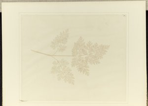 Liść rośliny autorstwa William Henry Fox Talbot