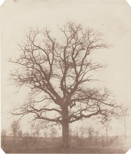 Dąb autorstwa William Henry Fox Talbot