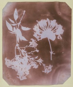 Dwa okazy roślin autorstwa William Henry Fox Talbot