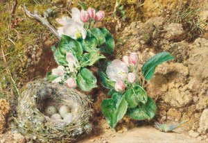 Ptasie gniazdo i kwiat jabłoni (wc na karcie) autorstwa William Henry Hunt