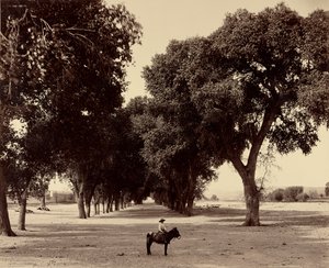 [Calle de Guadeloupe, Chihuahua, Meksyk] autorstwa William Henry Jackson