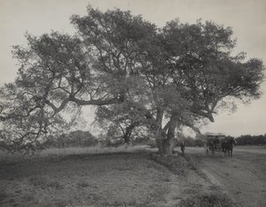 Oak Grove w pobliżu Pasadeny w Kalifornii