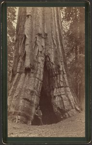 Smiths Cabin autorstwa William Henry Jackson