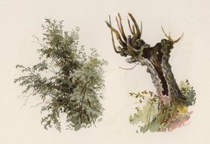 Drzewa: Wierzba (kolor lito) autorstwa William Henry James (after) Boot