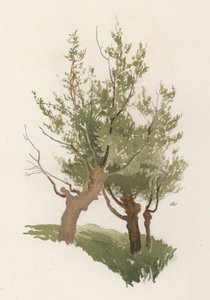 Drzewa: Wierzba (kolor lito) autorstwa William Henry James (after) Boot