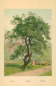 Akacja autorstwa William Henry James Boot