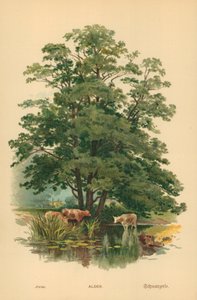 Olcha autorstwa William Henry James Boot