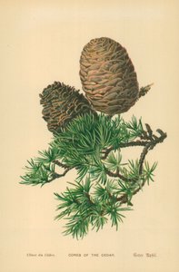 Szyszki Cedrowe autorstwa William Henry James Boot