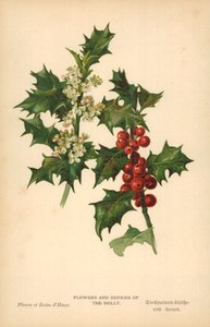 Kwiaty i owoce Holly autorstwa William Henry James Boot