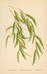 Liście wierzby autorstwa William Henry James Boot