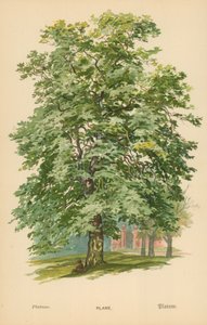 Samolot autorstwa William Henry James Boot