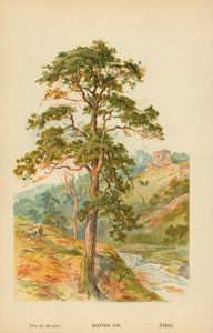 Sosna autorstwa William Henry James Boot