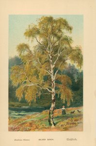 Srebrna brzoza autorstwa William Henry James Boot