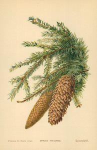 szyszki świerkowe autorstwa William Henry James Boot