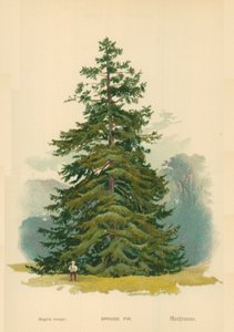 jodła świerkowa autorstwa William Henry James Boot