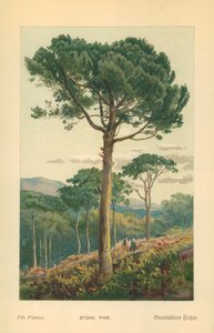 kamienna sosna autorstwa William Henry James Boot