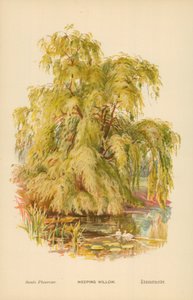 Płacząca wierzba autorstwa William Henry James Boot