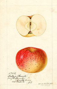 Ulubione jabłka Shelleys (Malus domestica) (akwarela) autorstwa William Henry Prestele