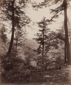 Widok na klif, przez drzewa, ok. 1895 (zdjęcie)