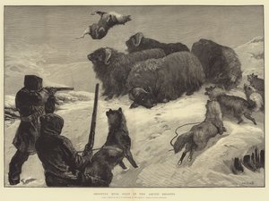 Strzelanie do wołów piżmowych w regionach arktycznych