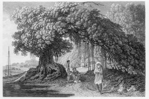 Banyan Tree z „Podróże po Indiach w latach 1780-83” Williama Hodgesa, rytowane przez Benjamina Pouncy