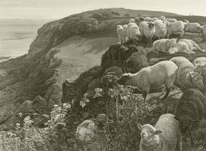 Na zboczu wzgórza (grawerowanie) autorstwa William Holman Hunt