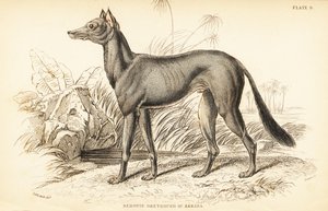 Chart arabski , Canis lupus familiaris autorstwa William Home Lizars
