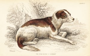 Pies myśliwski z Niemiec , Canis lupus familiaris autorstwa William Home Lizars