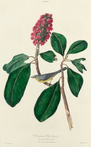 Łapacz much Bonaparte, 1827. autorstwa William Home Lizars