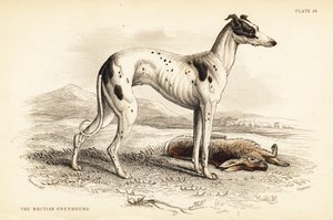 Chart brytyjski , Canis lupus familiaris autorstwa William Home Lizars
