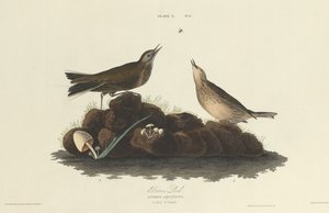 Skowronek brązowy, 1827. autorstwa William Home Lizars
