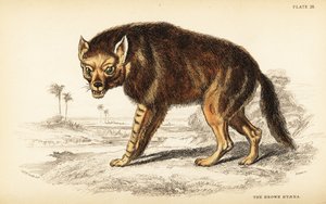 Hiena brunatna lub strandwolf , Hyaena brunnea (Hyaena fusca) autorstwa William Home Lizars