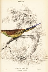 Papużka falista , Melopsittacus undulatus autorstwa William Home Lizars
