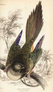 Grzebiąca papuga lub konure patagoński, Cyanoliseus patagonus autorstwa William Home Lizars