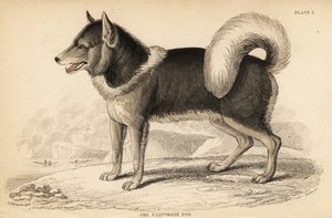 Kanadyjski pies eskimoski lub qimmiq, Canis lupus autorstwa William Home Lizars