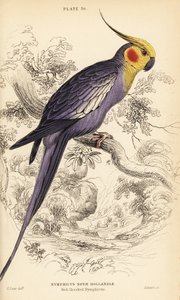 Nimfa , Nymphicus hollandicus autorstwa William Home Lizars