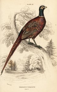 bażant zwyczajny, bażant colchicus torquatus