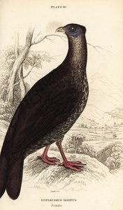 Crested fireback , Lophura ignita , samica ( kogut Macartney , Euplocomus ignitus ) autorstwa William Home Lizars